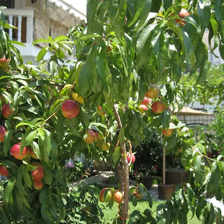 Apartment Tare Sarande